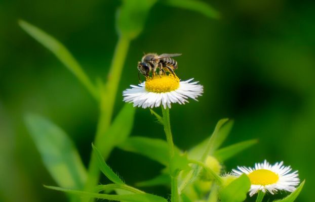 Insetti Infestanti: Le Specie Più Diffuse in Italia