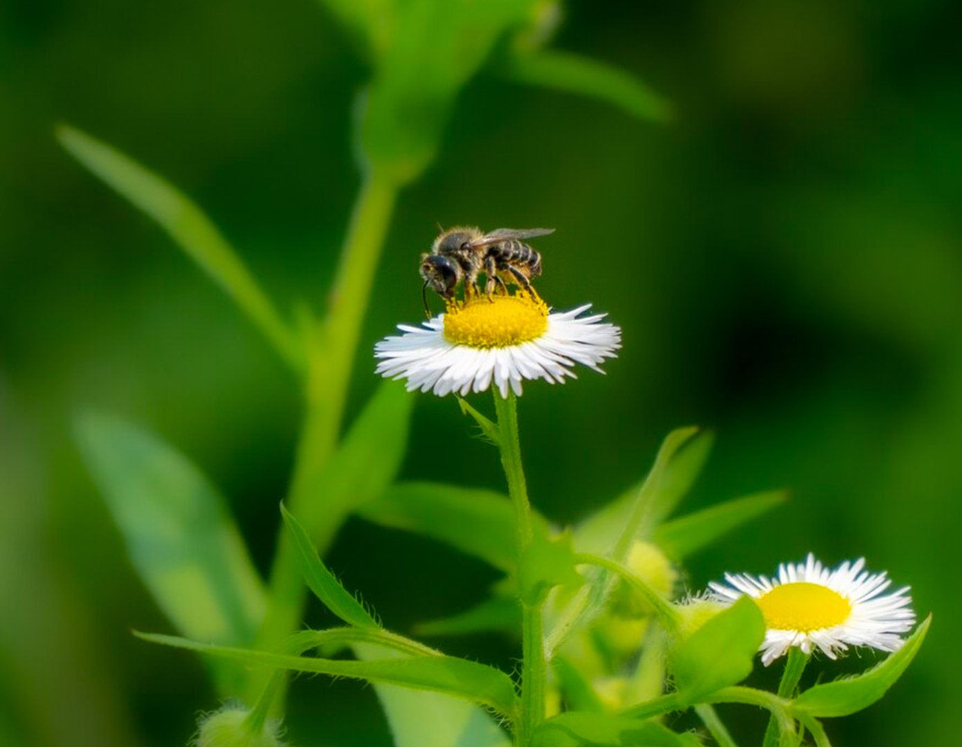 Insetti Infestanti: Le Specie Più Diffuse in Italia