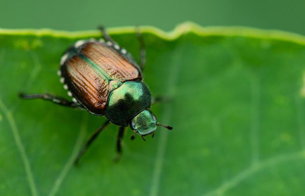 Popillia Japonica: Il Coleottero Giapponese in Italia e Come Affrontarlo
