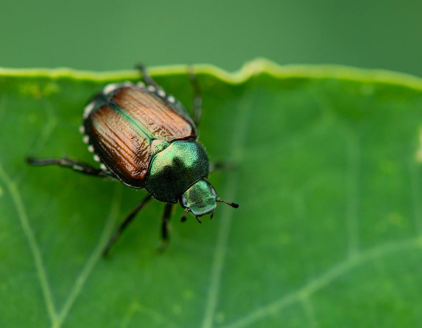 Popillia Japonica: Il Coleottero Giapponese in Italia e Come Affrontarlo